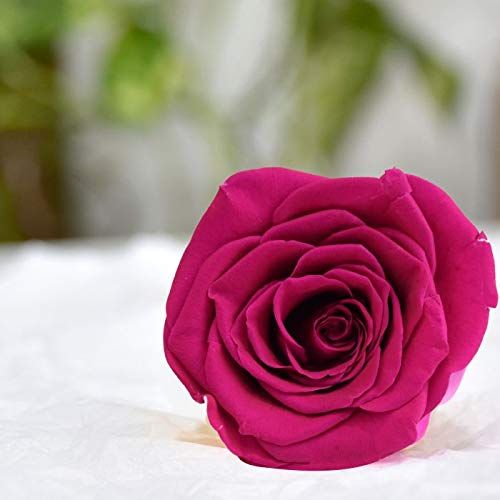 Real Preserved Forever Rose Pink Online | Long Lasting Flower - Giftcart-3
