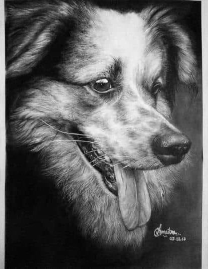 Pet Charcoal Drawing From Photo-1