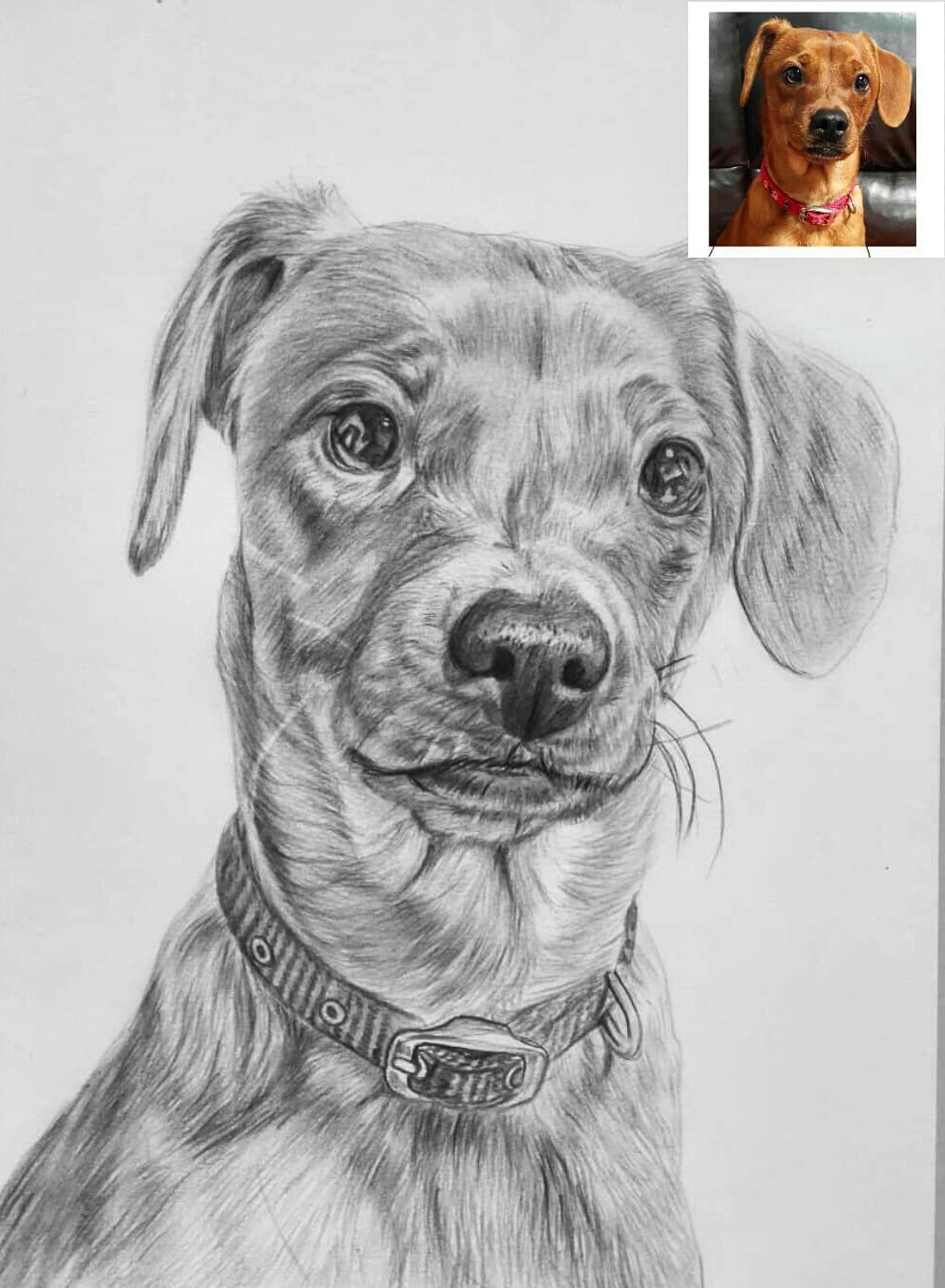 Pet Pencil Drawing From Photo