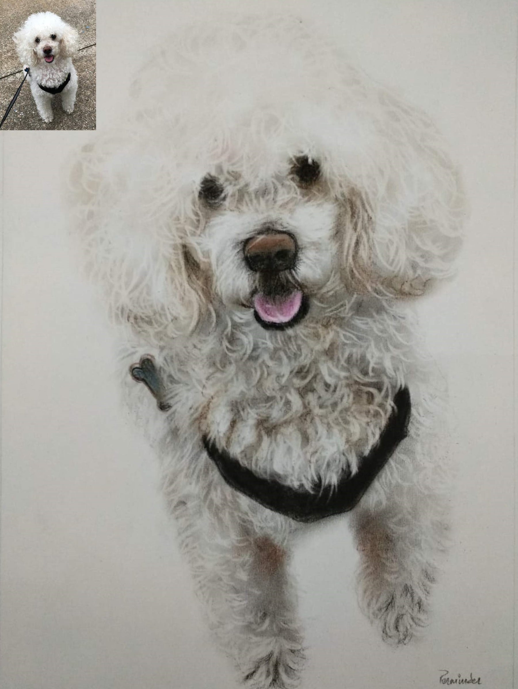 Pet Pencil-Color Drawing From Photo