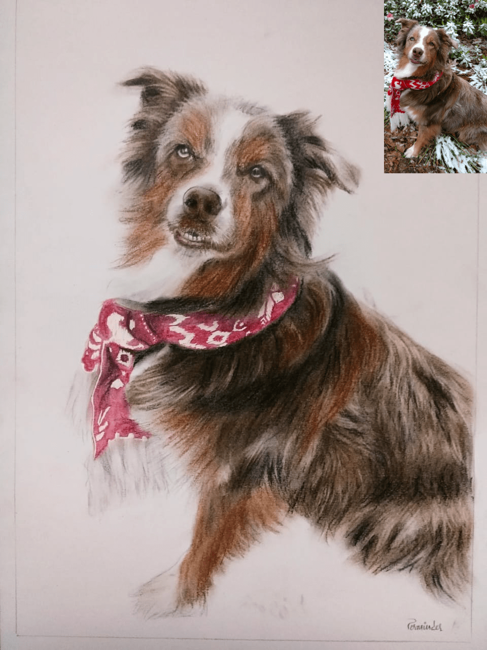 Pet Pencil-Color Drawing From Photo