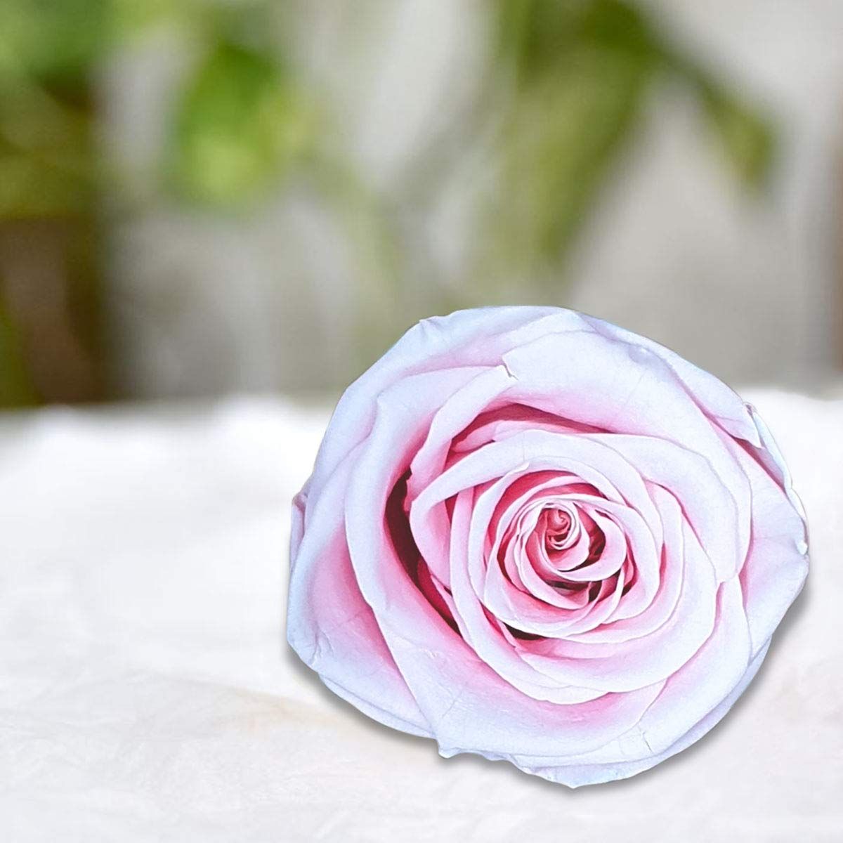 Real Preserved Forever Rose Light Pink Online | Long Lasting Flower - Giftcart-2