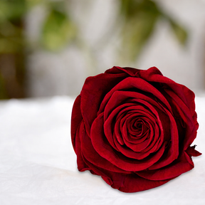 Real Preserved Forever Rose Red Online | Long Lasting Flower - Giftcart