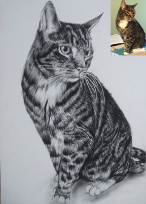 Pet Charcoal Drawing From Photo