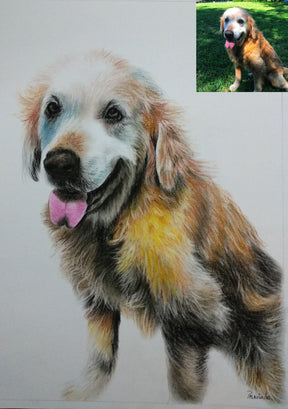 Pet Pencil-Color Drawing From Photo