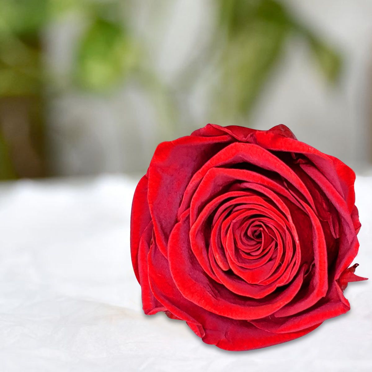 Real Preserved Forever Rose Red Online | Long Lasting Flower - Giftcart-2