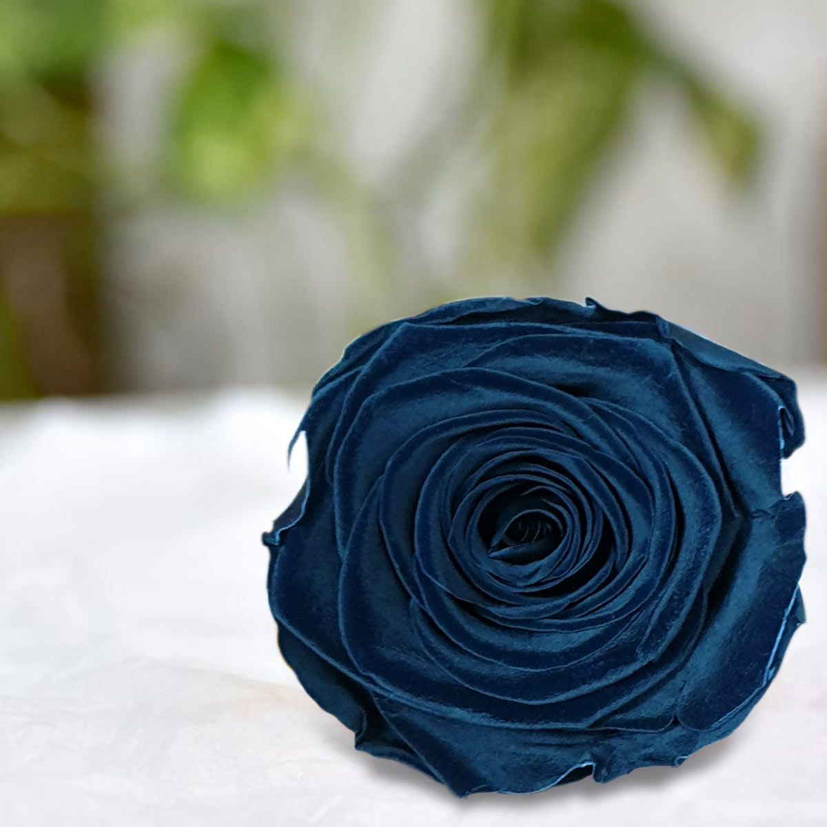 Real Preserved Forever Rose Black Online | Long Lasting Flower - Giftcart-2