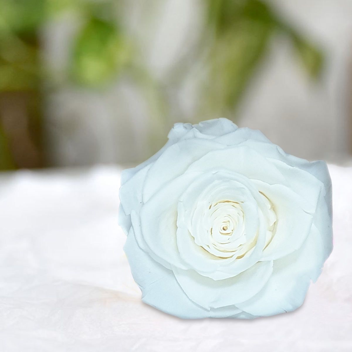 Real Preserved Forever Rose White Online | Long Lasting Flower - Giftcart