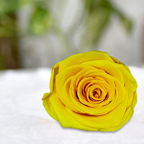 Real Preserved Forever Rose Yellow Online | Long Lasting Flower - Giftcart 1