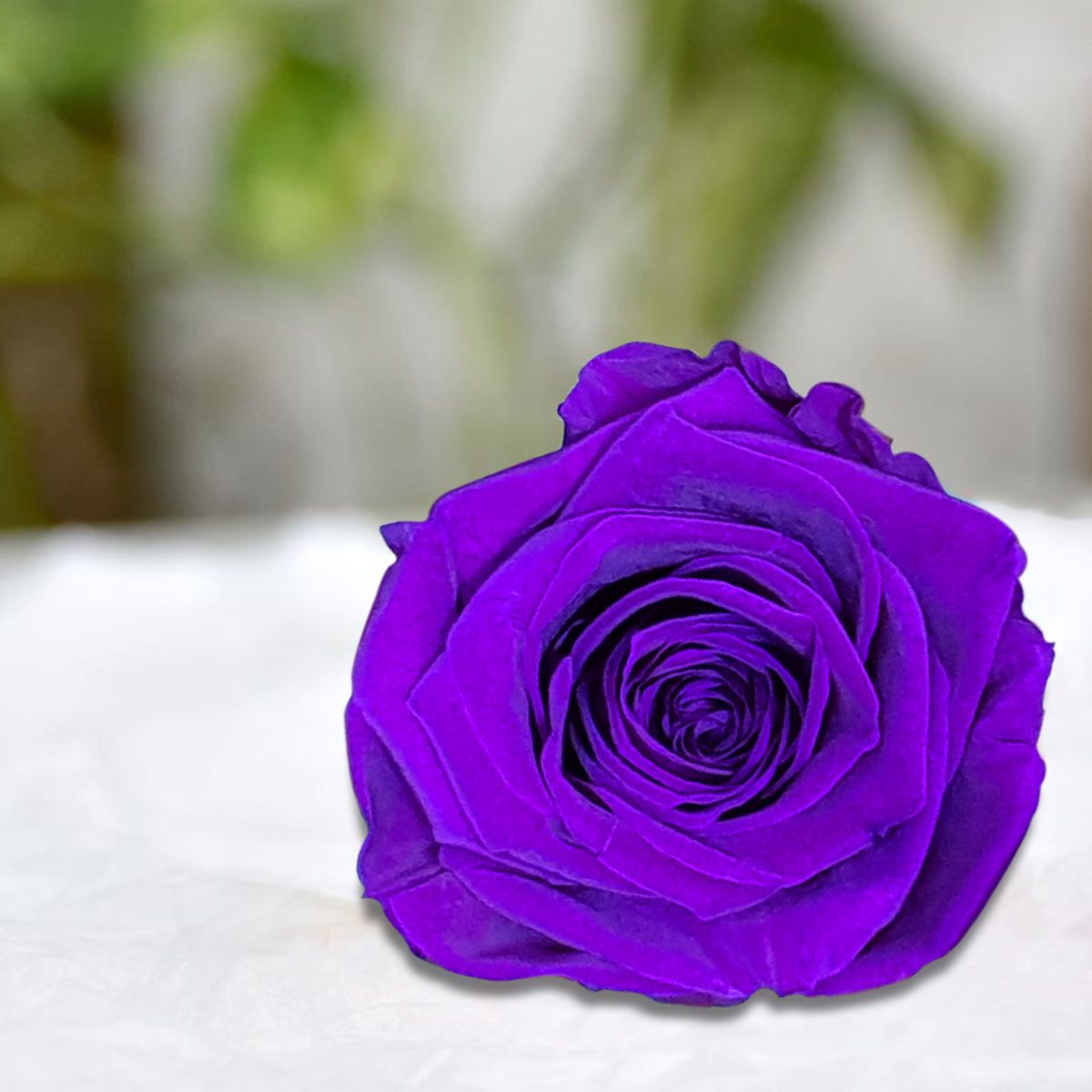 Real Preserved Forever Rose Purpose Online | Long Lasting Flower - Giftcart-2