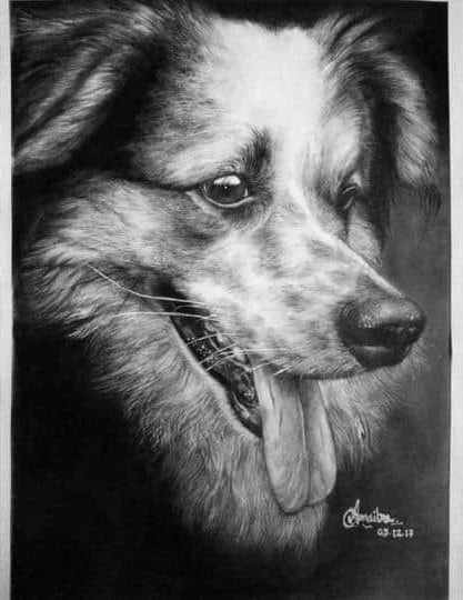 Pet Charcoal Drawing From Photo