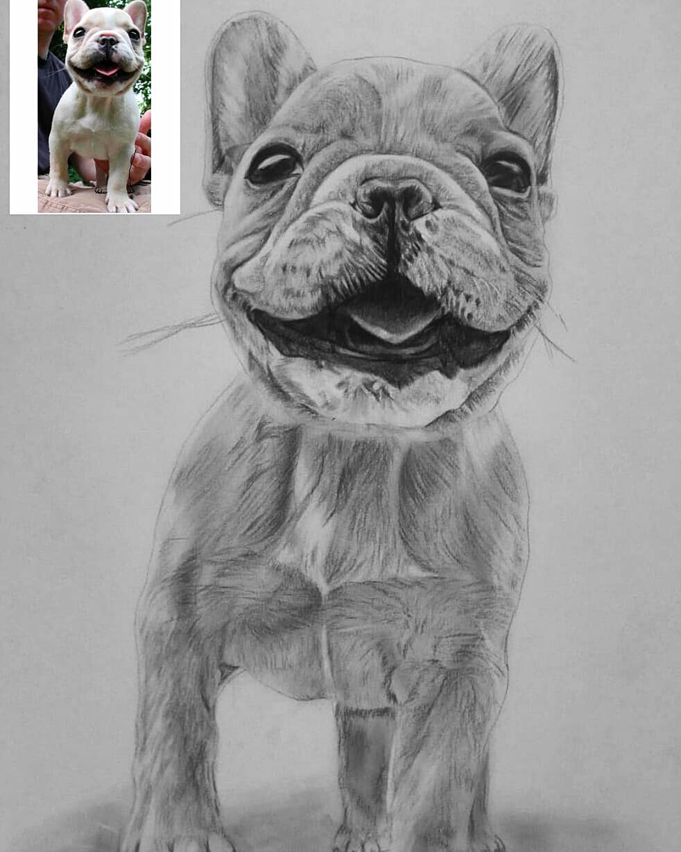 Pet Pencil Drawing From Photo-1