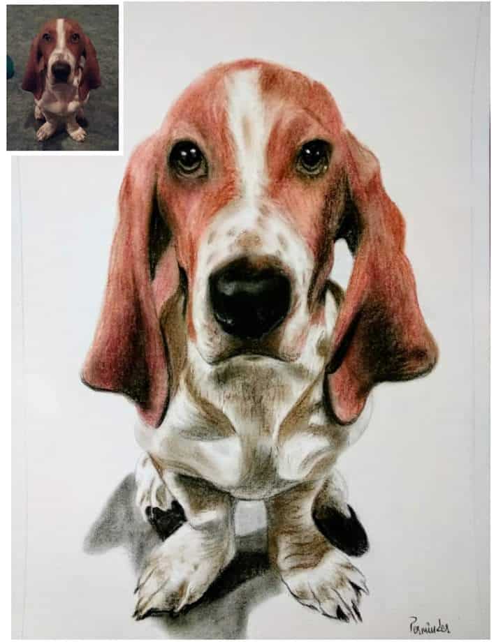 Pet Pencil-Color Drawing From Photo-1
