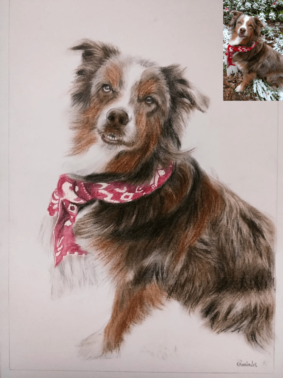 Pet Pencil-Color Drawing From Photo-2